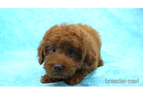 成約済の東京都のトイプードル-154162の1枚目